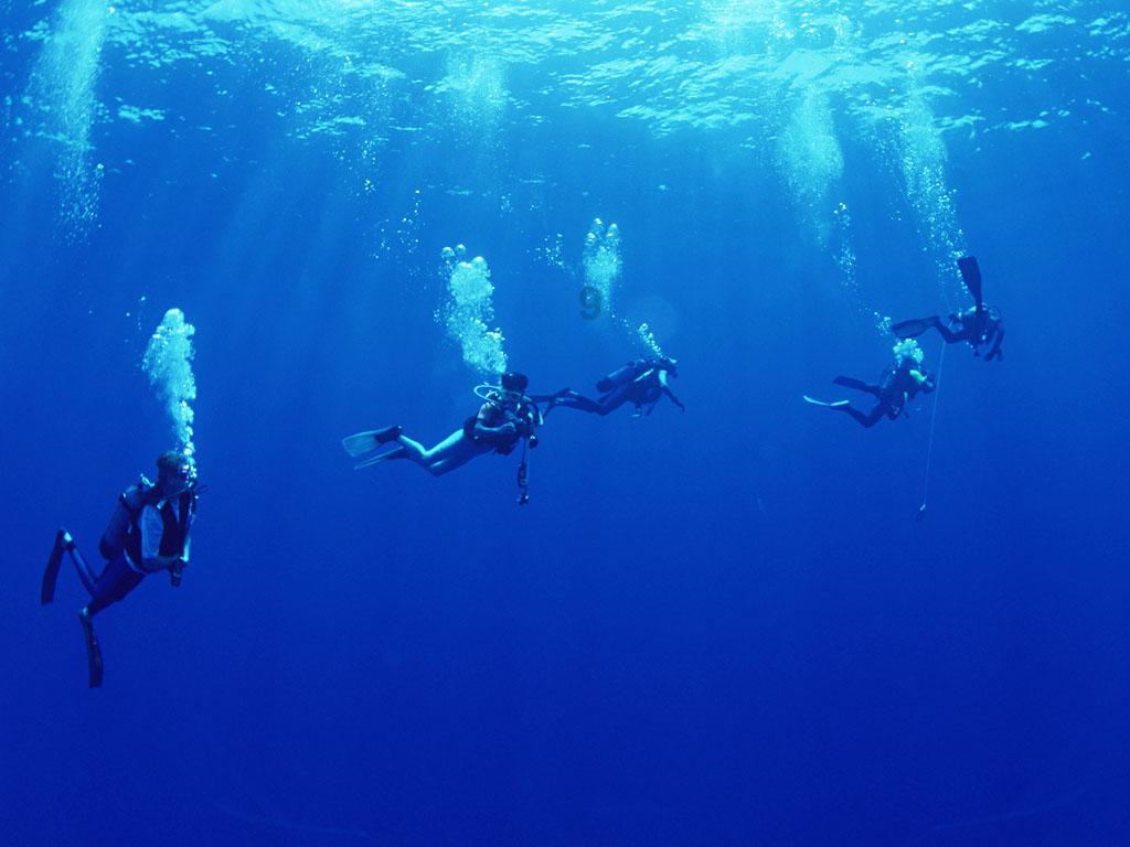 栀子落星海